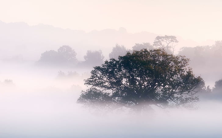 mist, morning, trees Free HD Wallpaper