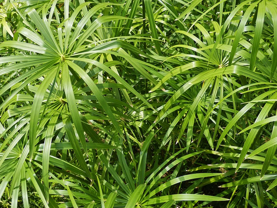 Papyrus Foliage, day, lush foliage, full frame, closeup Free HD Wallpaper