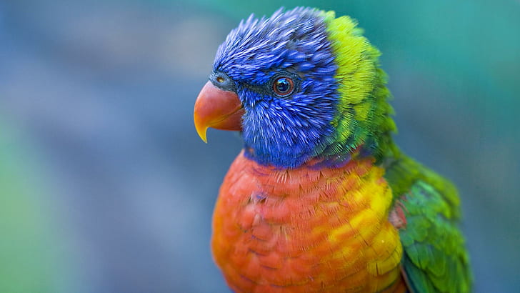 Pastel Rainbow Pattern, birds, bird, coloured