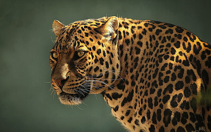 pattern, eyes, leopard, spots Free HD Wallpaper