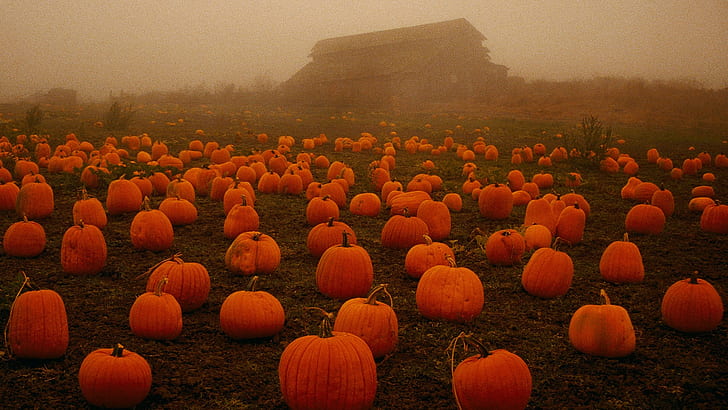 plants, pumpkin, spooky, field