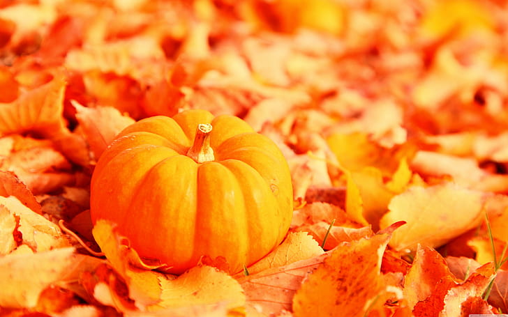 Pumpkin, leaves, halloween, food,