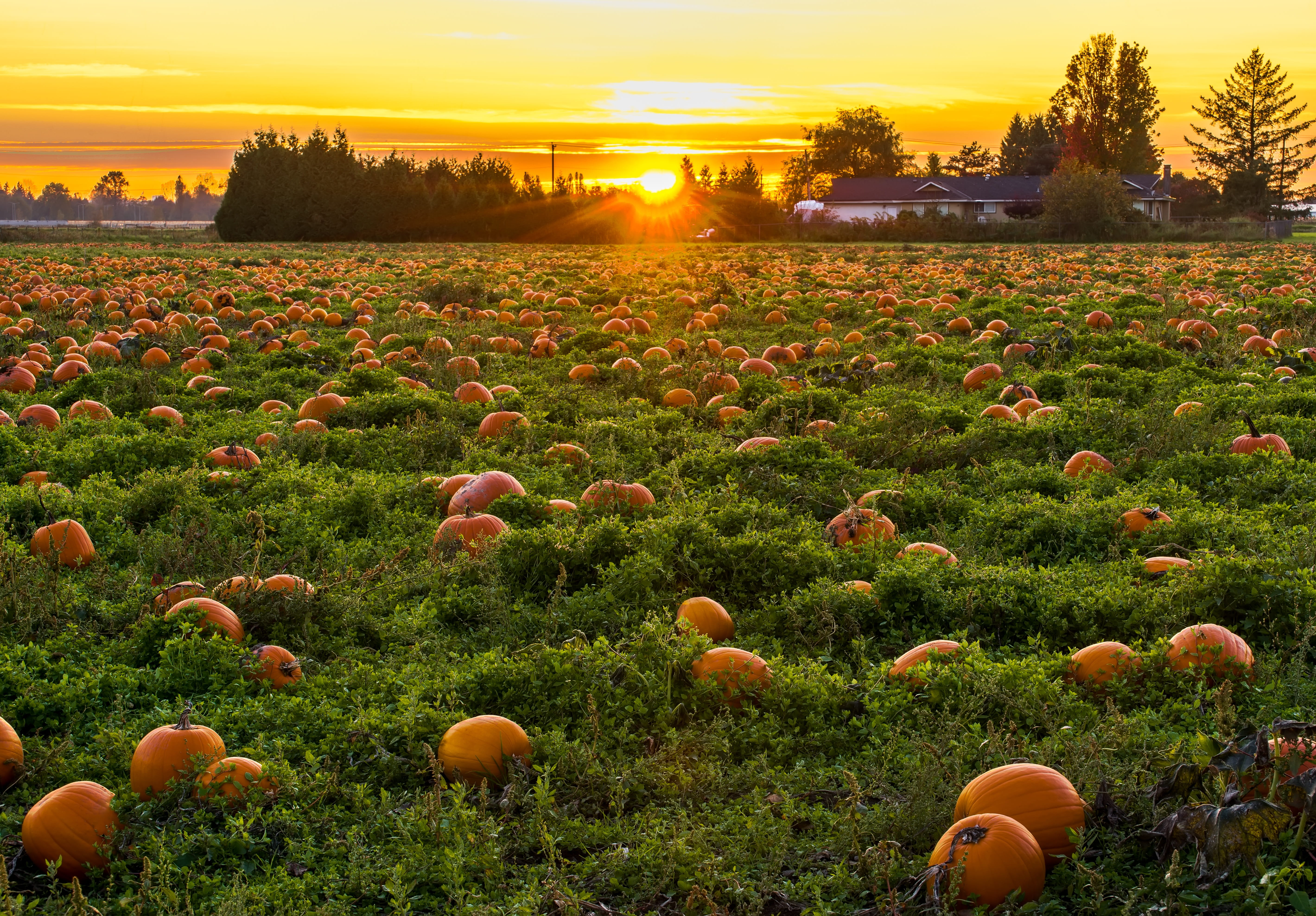 Pumpkin Patch Growing, landscaped, pumpkin, farm, pumpkin patch