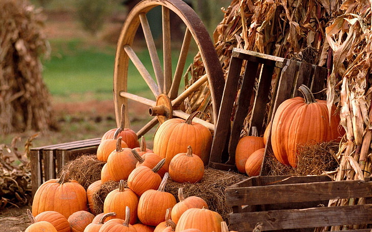 Pumpkins Fall Season, no people, healthy eating, halloween, agriculture Free HD Wallpaper