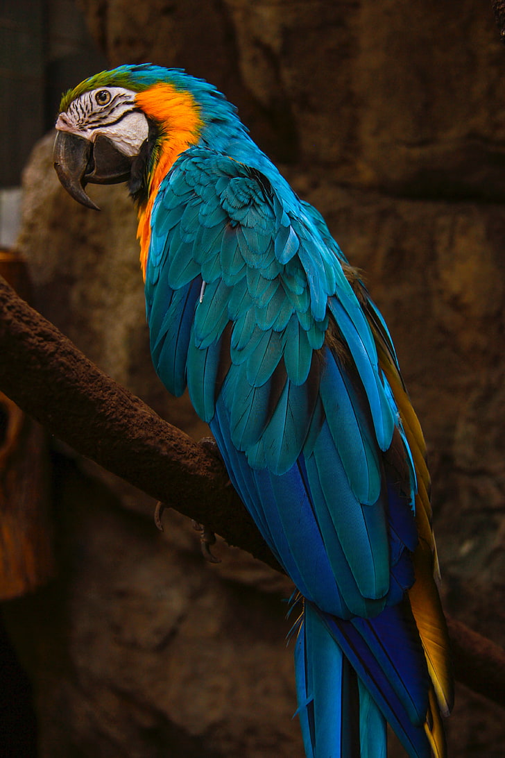Rainforest Birds, gold and blue macaw, animals in the wild, outdoors, beak Free HD Wallpaper