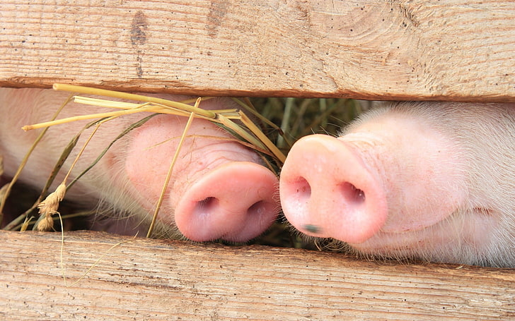 Red Nose Day, pigs, sleeping, animal body part, vertebrate Free HD Wallpaper