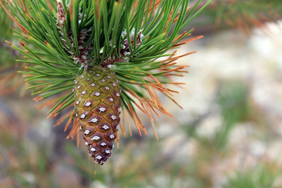 Strobili, beauty in nature, plant, freshness, natural pattern