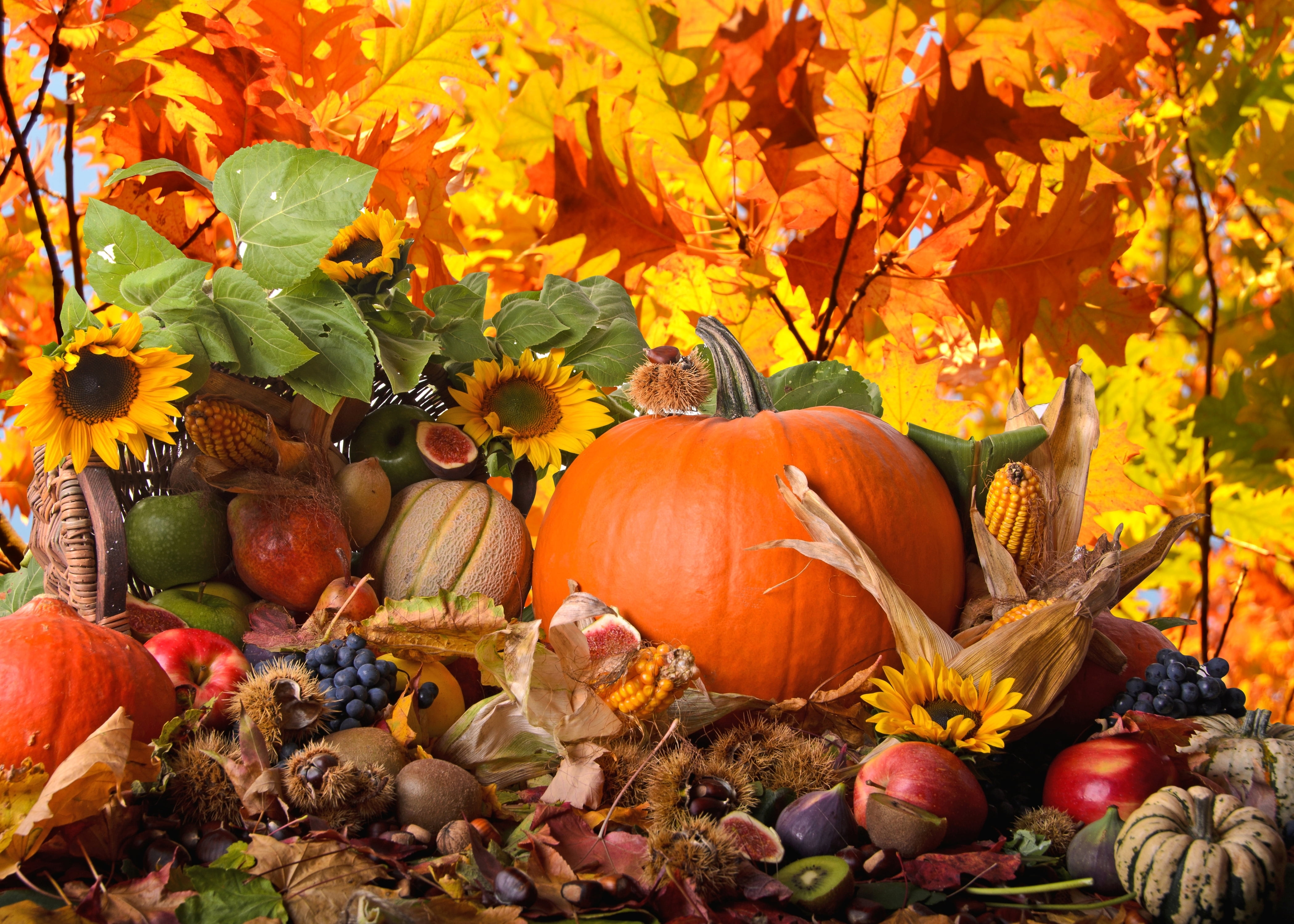 Thanksgiving, celebration, rural scene, plant part, healthy eating