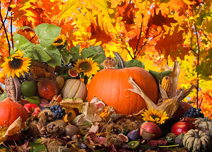 Thanksgiving, celebration, rural scene, plant part, healthy eating Free HD Wallpaper