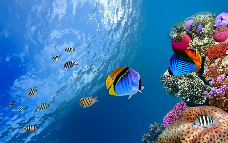 Underwater Scenery, sea, fishes, ocean, underwater Free HD Wallpaper