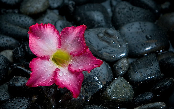 Vintage Pink Flower, bokeh, wet, drops, stones Free HD Wallpaper