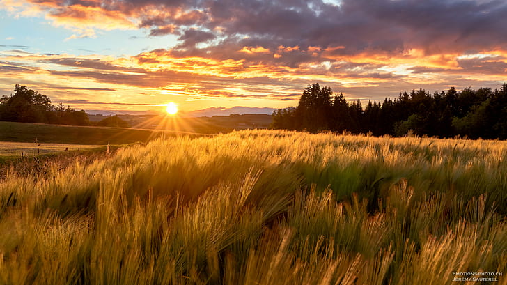 Wheatfield Silhouette, nature, suisse, beauty, sunrise  dawn