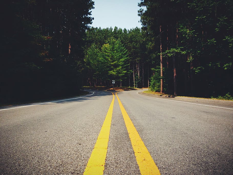 asphalt, the way forward, trees, transportation