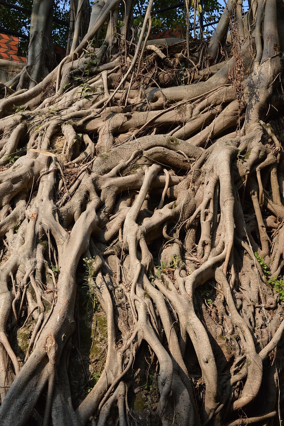 Beautiful Banyan Tree, abstracts, gray, woods, land