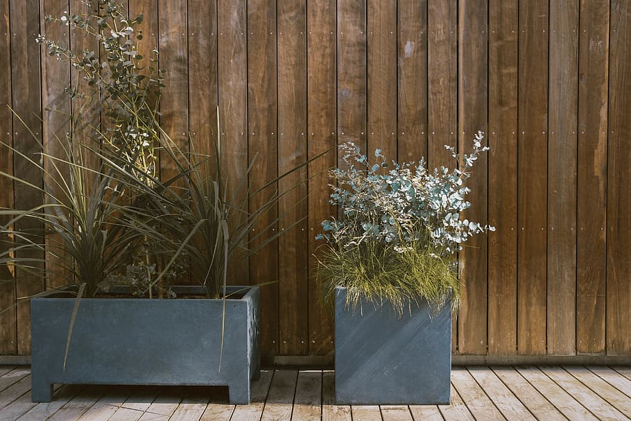 beside, fence, outdoors, plant