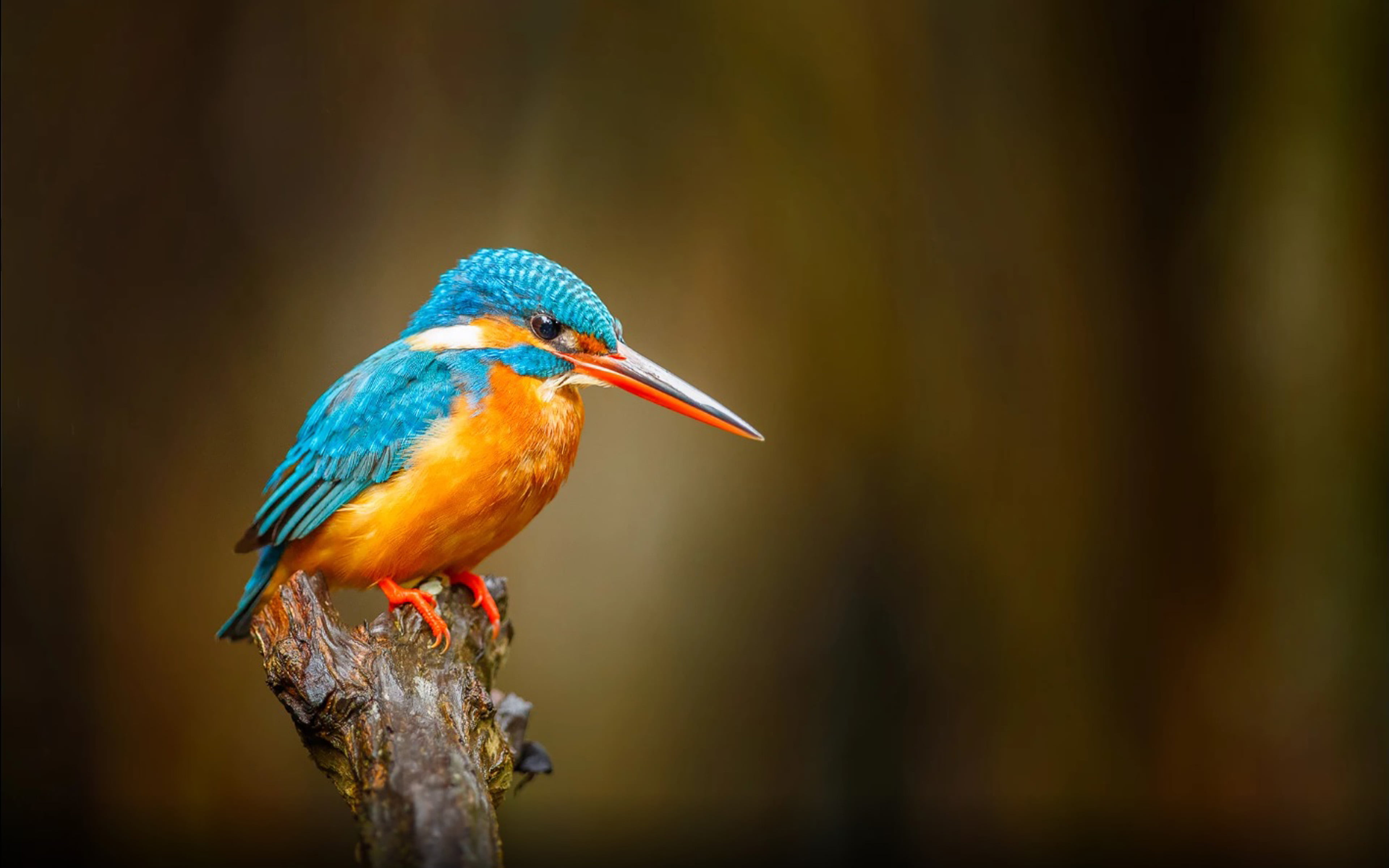 Blue Bird with Long Beak, one animal, no people, tree, animal