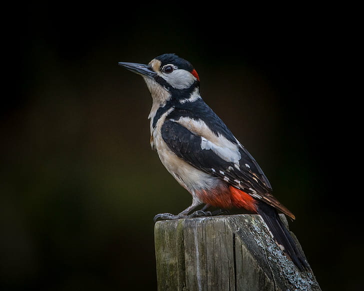 Blue Woodpecker Bird, greater, great spotted woodpecker, woodpecker, animals in the wild Free HD Wallpaper