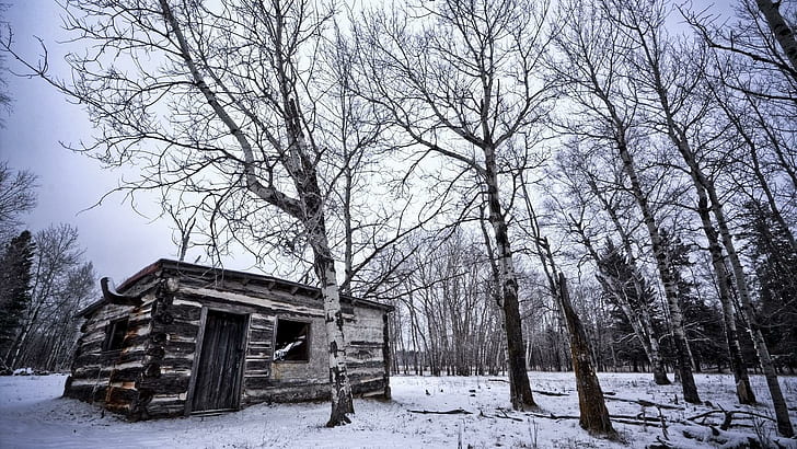 cabin, abandoned, snow, tree Free HD Wallpaper