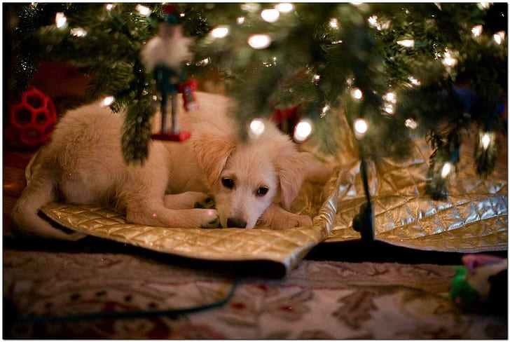 christmas, beautiful, peace, animals