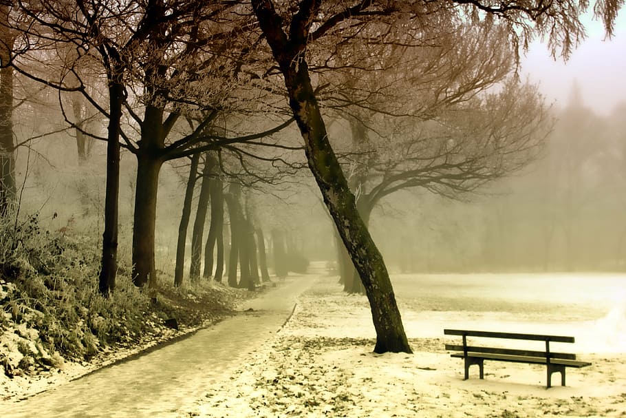 cold temperature, tranquility, outdoor, woodland Free HD Wallpaper