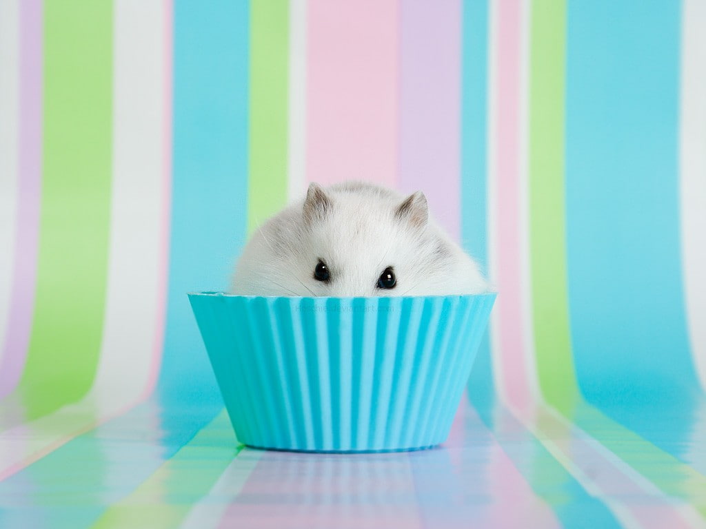 Cute Hamster Drawings, cupcakes, hamster, food, animals