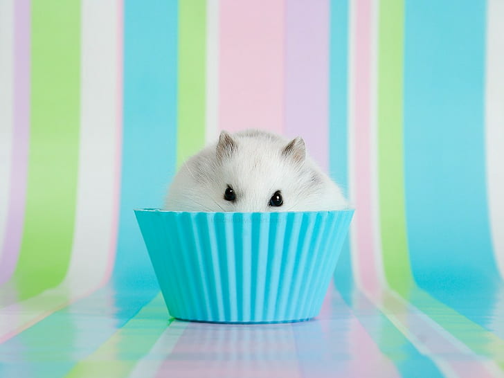 Cute Hamster Drawings, cupcakes, hamster, food, animals Free HD Wallpaper