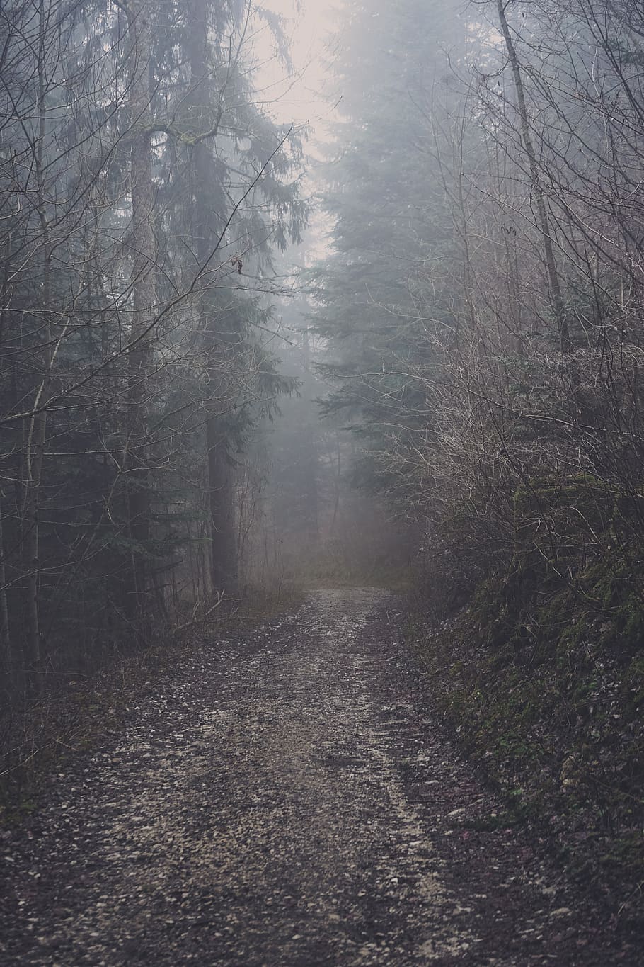 Forest Path Drawing, sonya7ii, winter, plant, tree