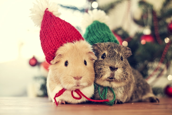 Funny Animals at Christmas, focus on foreground, colorful, mammal, closeup Free HD Wallpaper