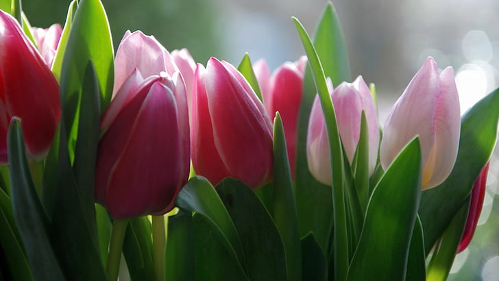 Green Tulips Flowers, tulips,, background, lot, flower Free HD Wallpaper