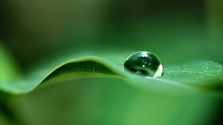 Hydrophobic Surface, leaf, abstract, selective focus, extreme closeup Free HD Wallpaper