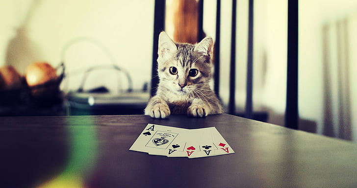 kitten;, paws, cat, card, Free HD Wallpaper