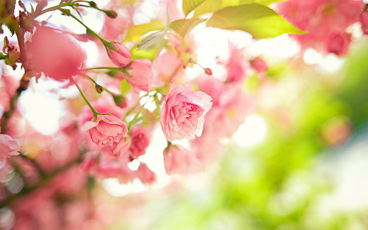 macro, tree, flowers, leaves Free HD Wallpaper