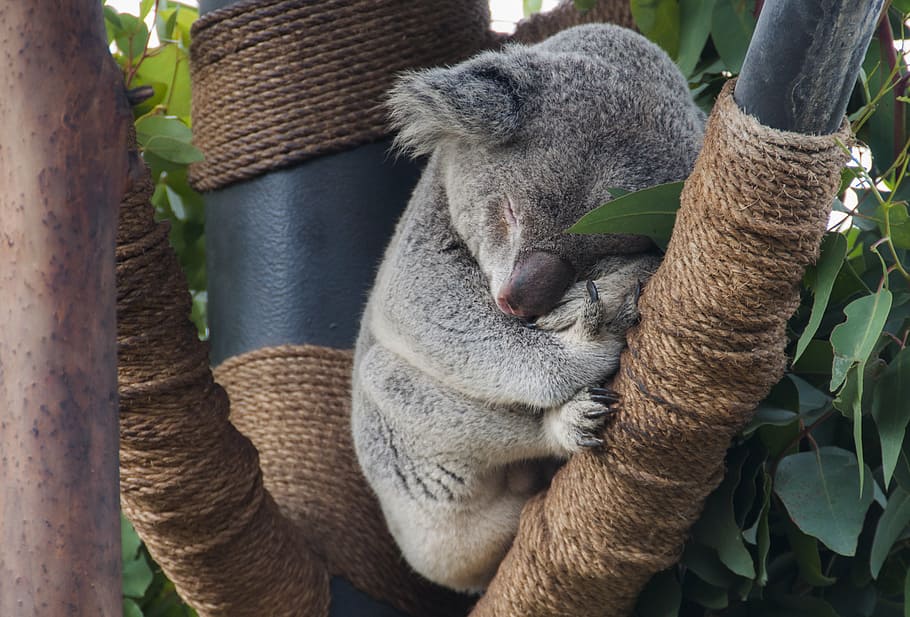 Pet Koala, tropical, wildlife, zoo, animals in the wild Free HD Wallpaper