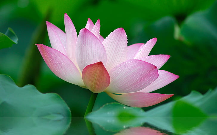 Pretty Lotus Flower, gallery, nature, flowers, garden Free HD Wallpaper