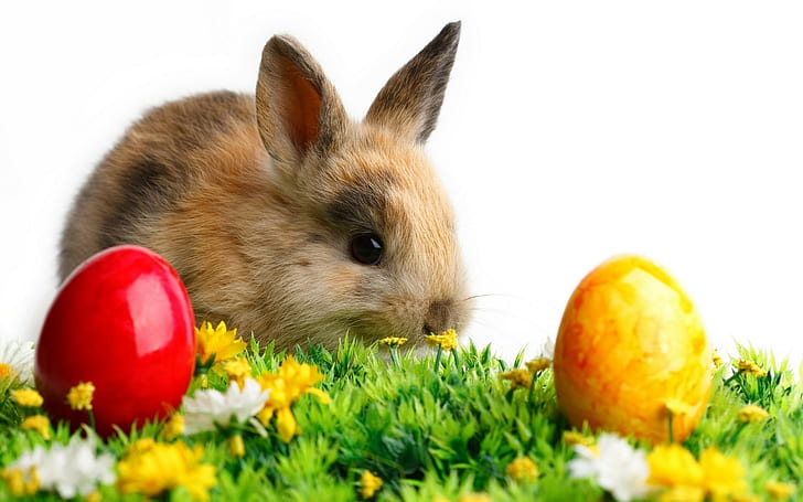 Proof That the Easter Bunny Is Real, animals, easter, baby animals, rabbits Free HD Wallpaper