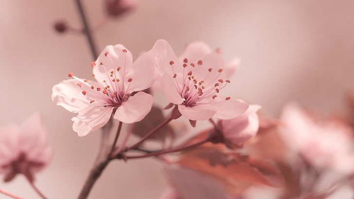Sakura Symbol, summer, japan, springtime, season Free HD Wallpaper