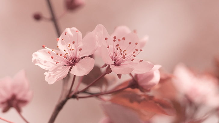 Sakura Symbol, summer, japan, springtime, season