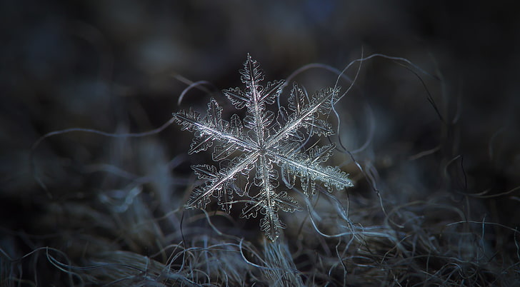 Snow Flakes On Red, natural, isolated, light, snowflake Free HD Wallpaper