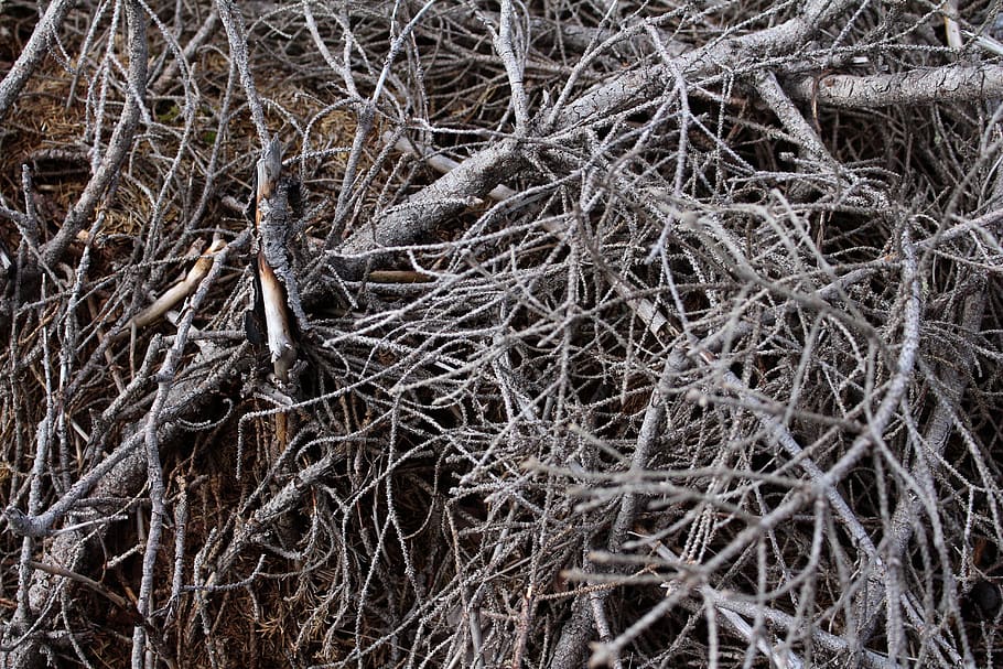 Tree Branch Wood, tangled, outdoors, dry, nature Free HD Wallpaper