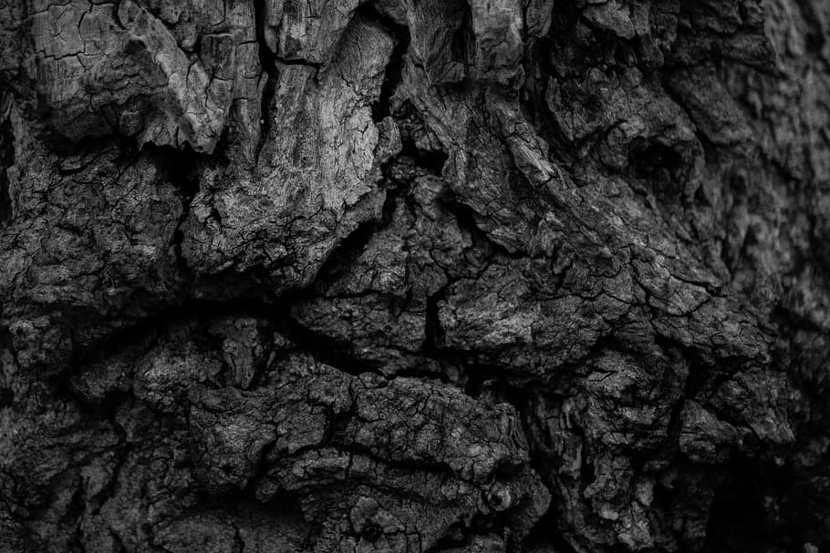 tree trunk, text, day, outdoors Free HD Wallpaper