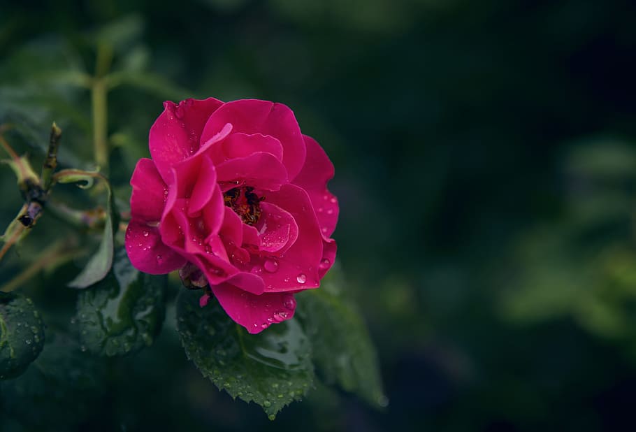 Water Droplet On Leaf, freshness, blossom, public domain images, rose  flower Free HD Wallpaper