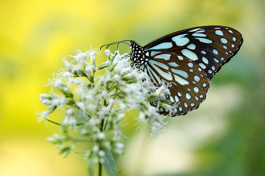 white butterfly, animal wing, invertebrate, beauty in nature Free HD Wallpaper