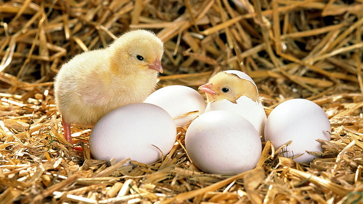 yellow, hatching, newborn animal, new life Free HD Wallpaper