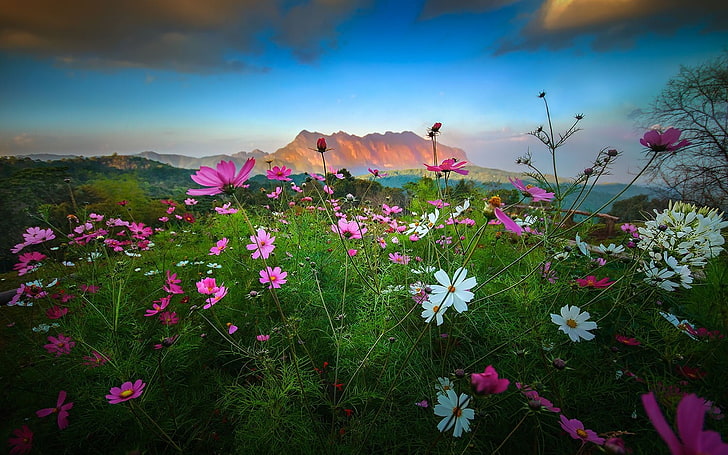 Alaska Scenery Flowers Mountains, beauty in nature, flower head, clouds, growth Free HD Wallpaper