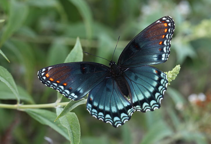 Amazing Purple Butterflies, animal, multi colored, optical activity, spicebush Free HD Wallpaper