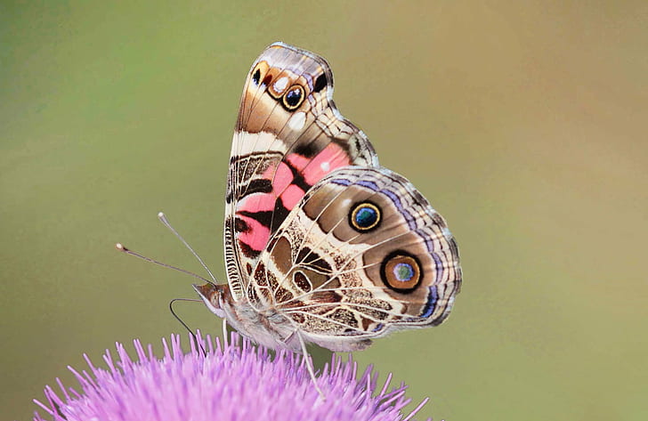 american painted lady, animal wing, animal, nature Free HD Wallpaper