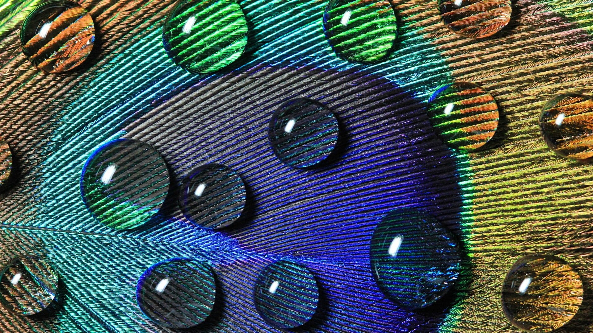 Beautiful Colorful Peacock, animal wildlife, animal themes, purple, blue