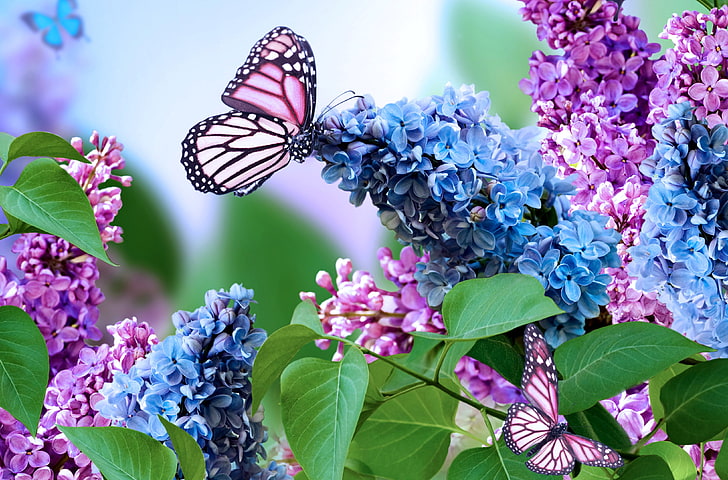 Beautiful Flowers and Butterflies, flower head, animal wing, one animal, animal wildlife Free HD Wallpaper