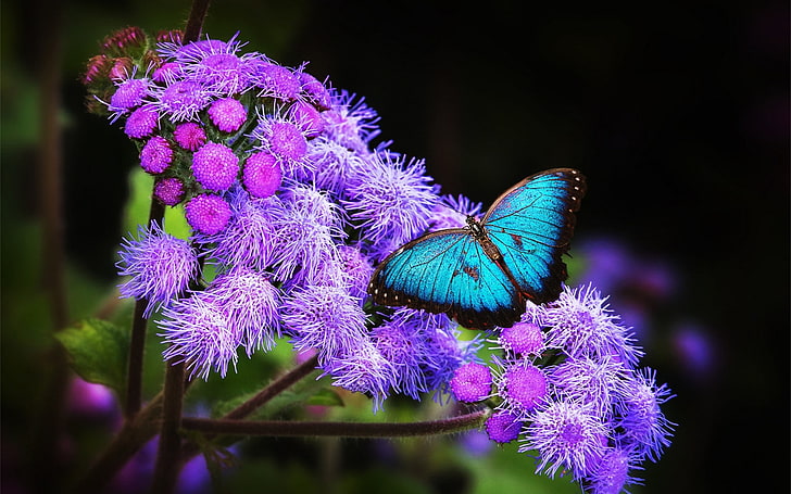 Blue Butterflies On Flowers, beauty in nature, vulnerability, nature, freshness Free HD Wallpaper