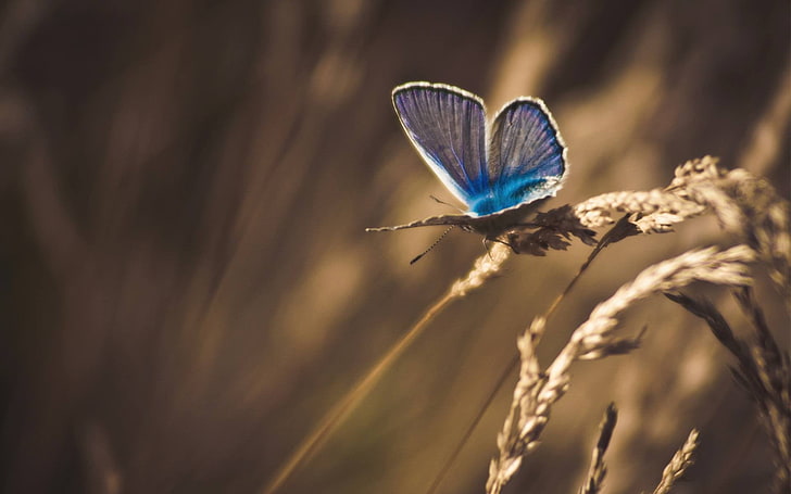 Bugs On Butterfly Weed, vibrant color, animals in the wild, sunlight, springtime Free HD Wallpaper